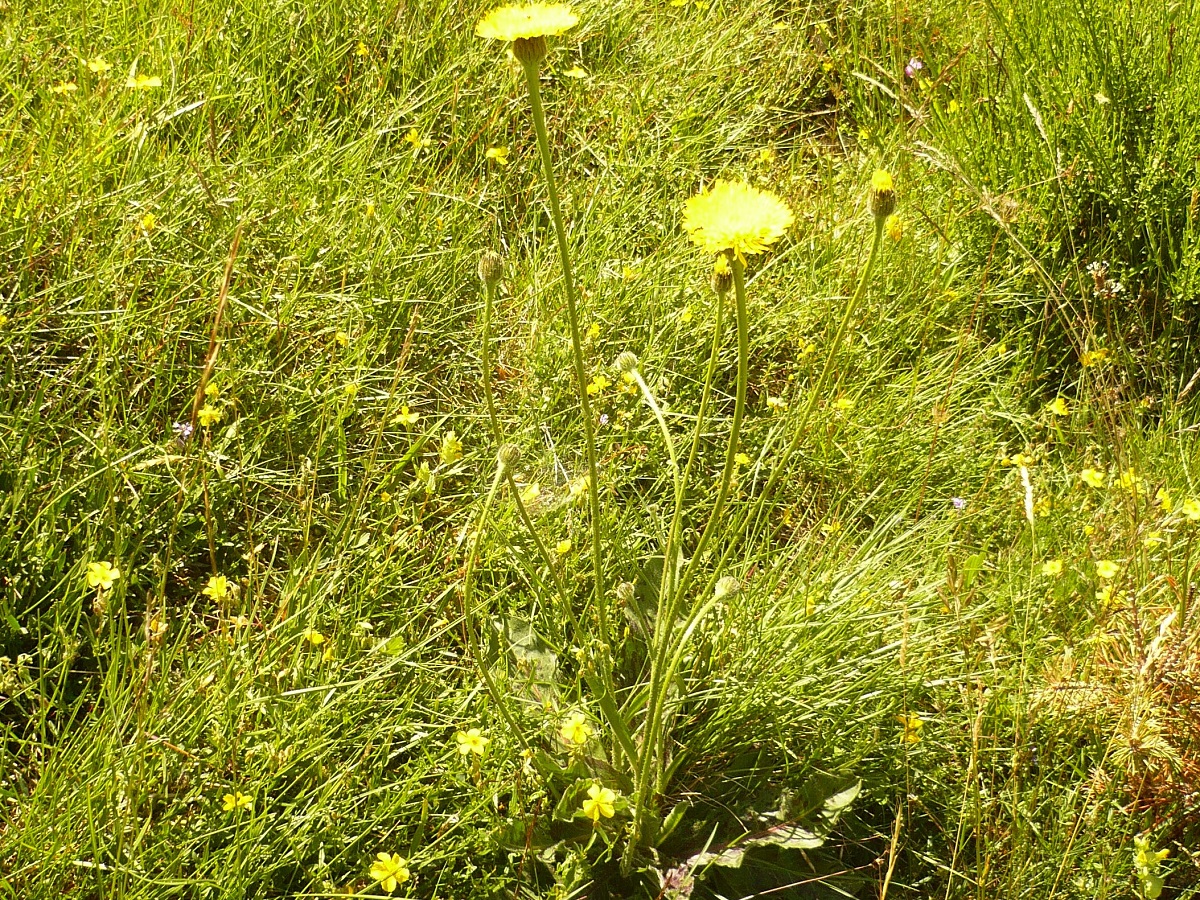 Hypochaeris maculata (Asteraceae)